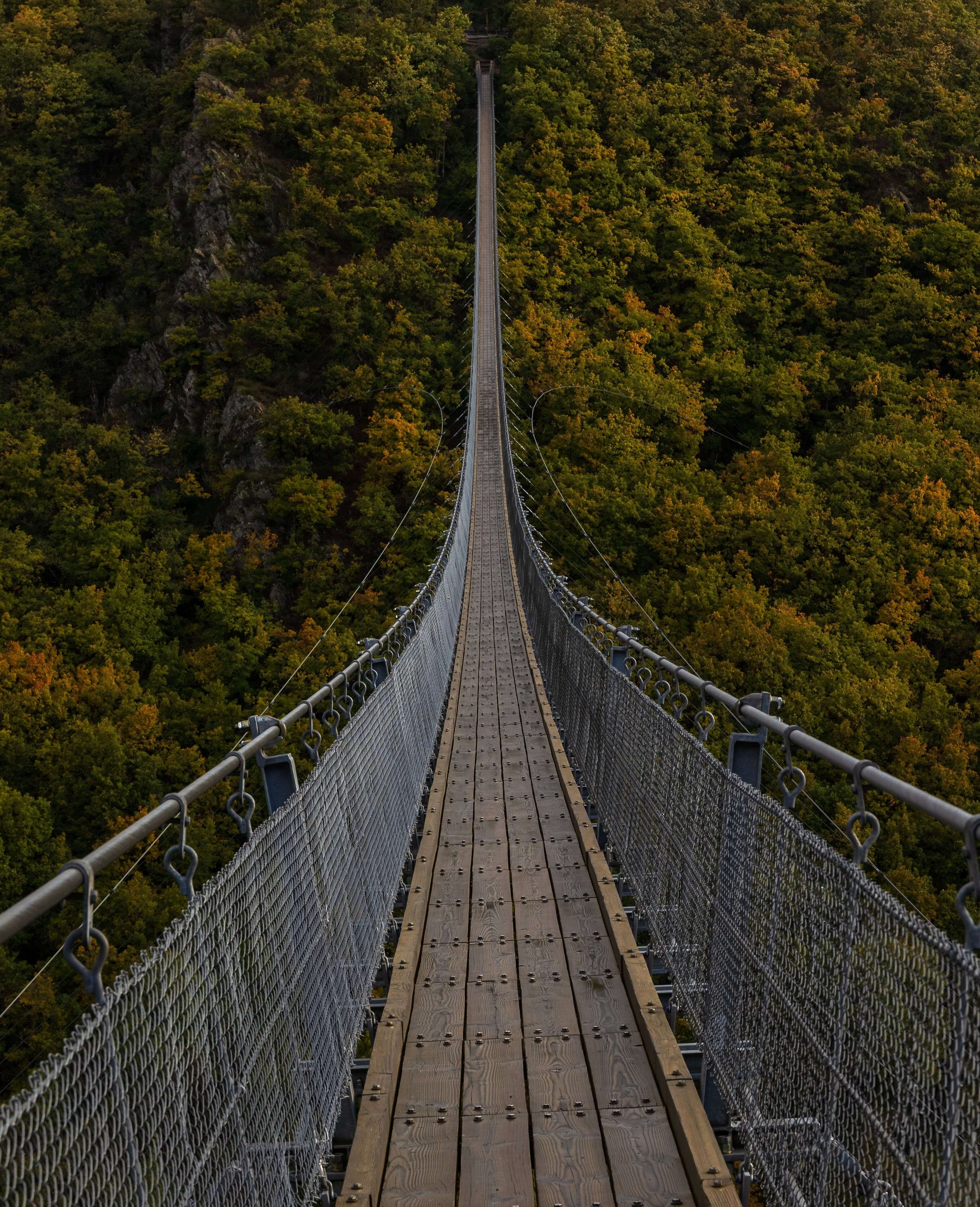 a picture of a very long bridge running above the forest